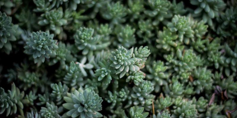 复古风潮再起：飞飞8899如何通过社群运营打造时尚女装忠实粉丝圈